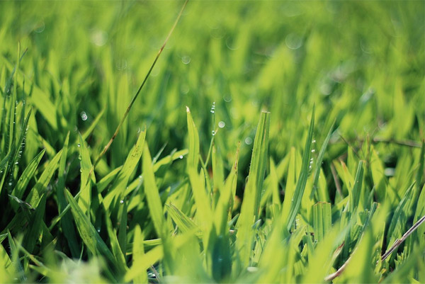 wet grass